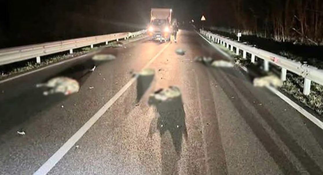 Tragico incidente sull'Ofantina: undici cinghiali investiti e uccisi da un tir