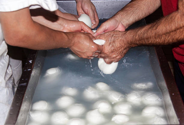 Artisanal Production Of Buffalo Mozzarella On A Farm And Dairy