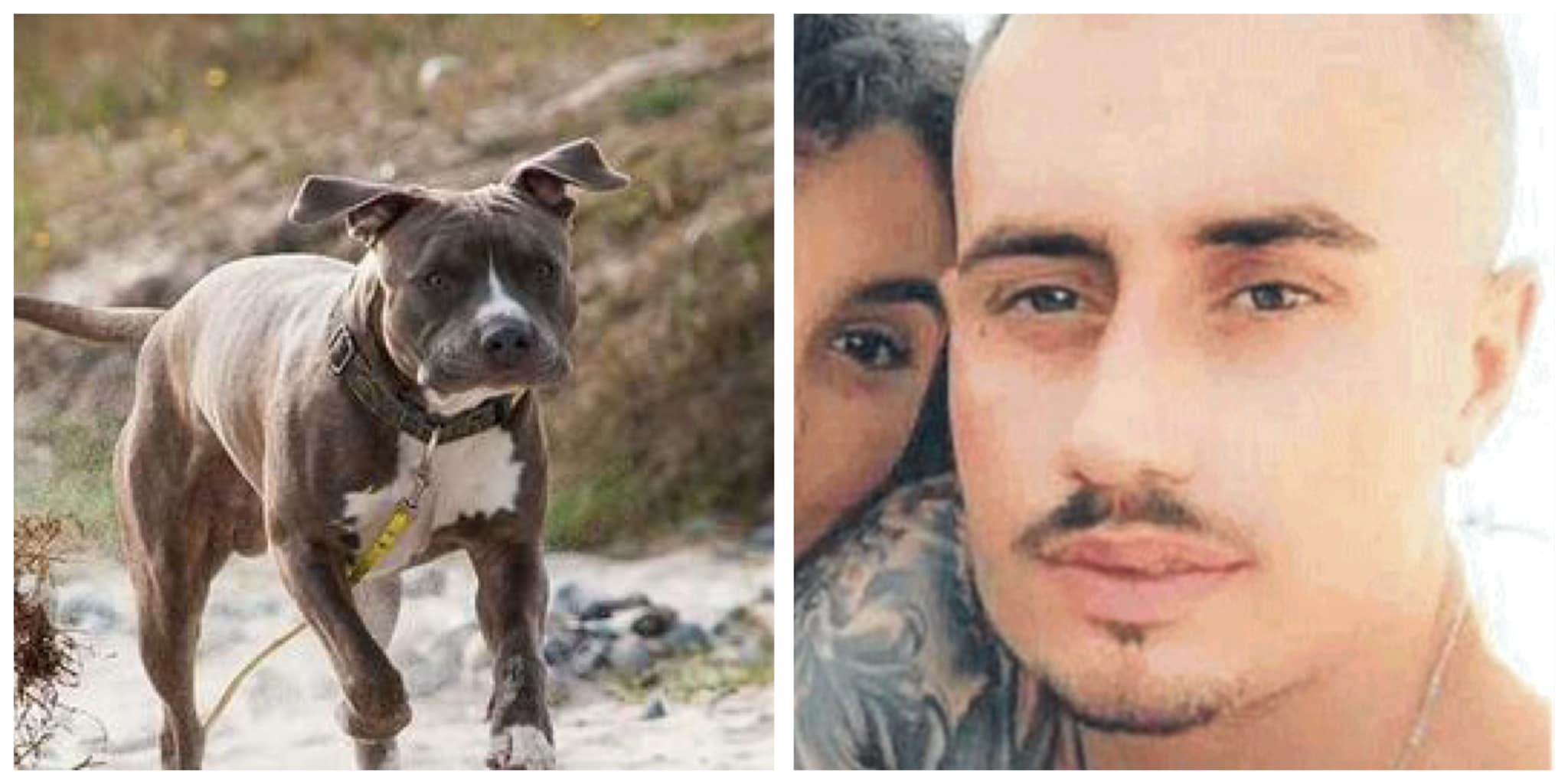 Acerra Pitbull Tracce Organiche Bambina Giulia